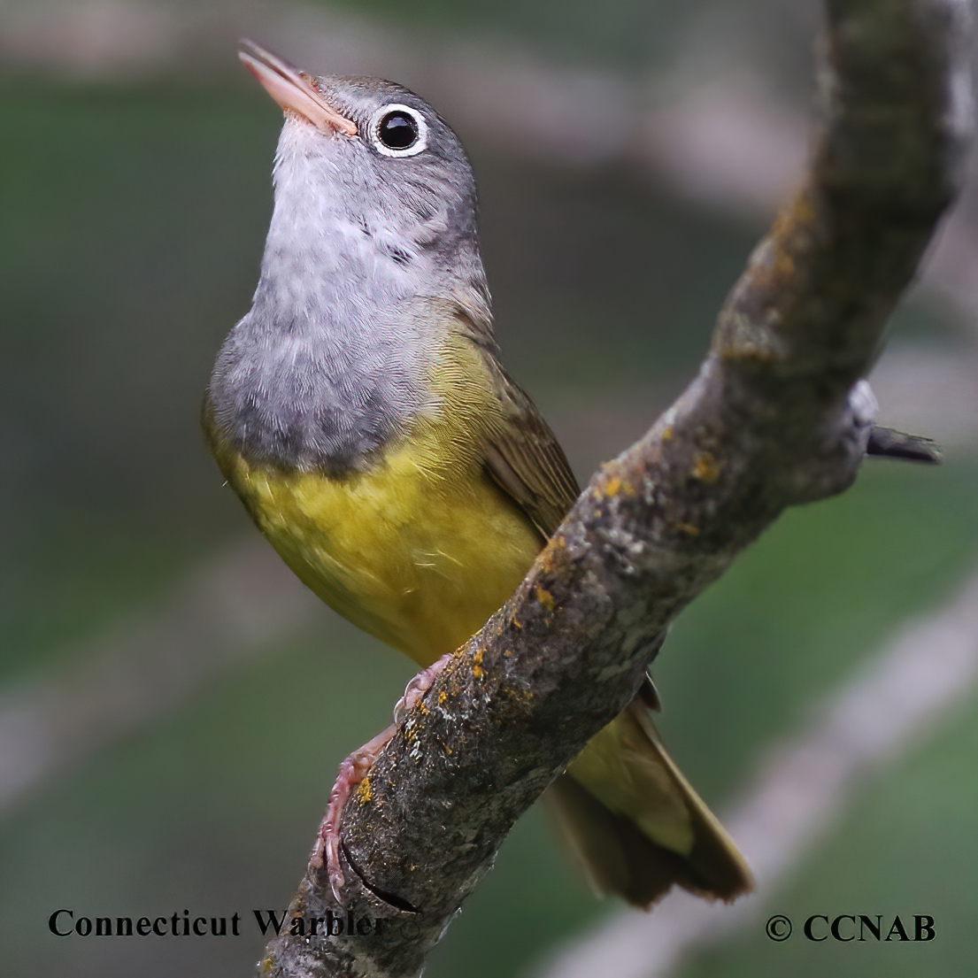 Birds of North America