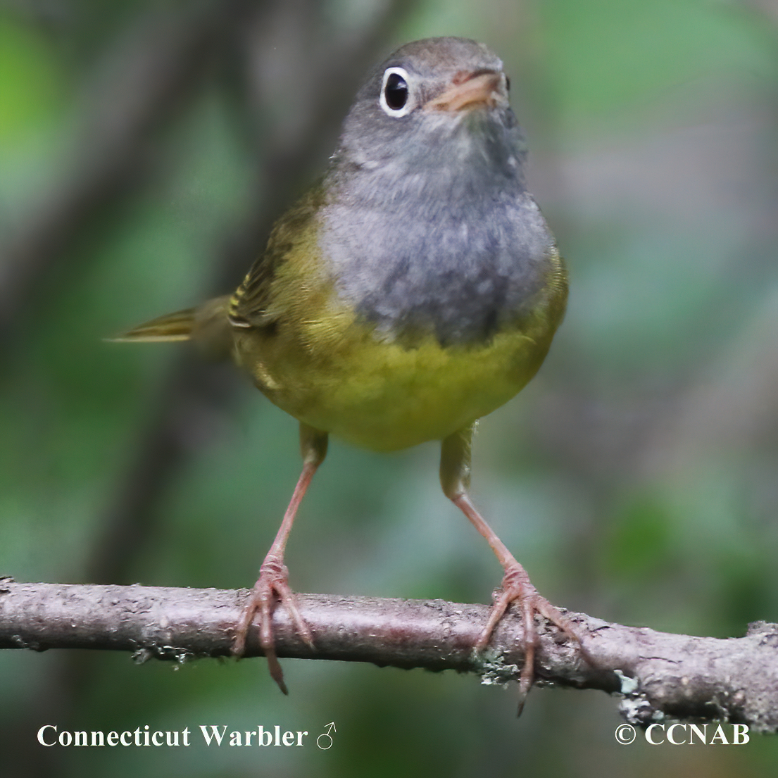 Birds of North America