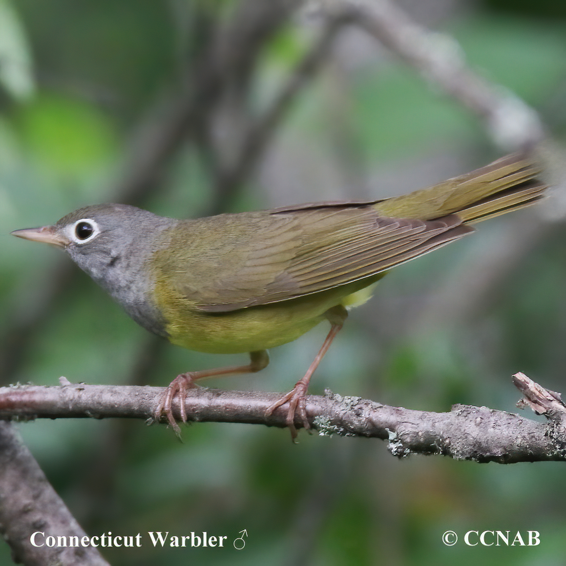 Birds of North America