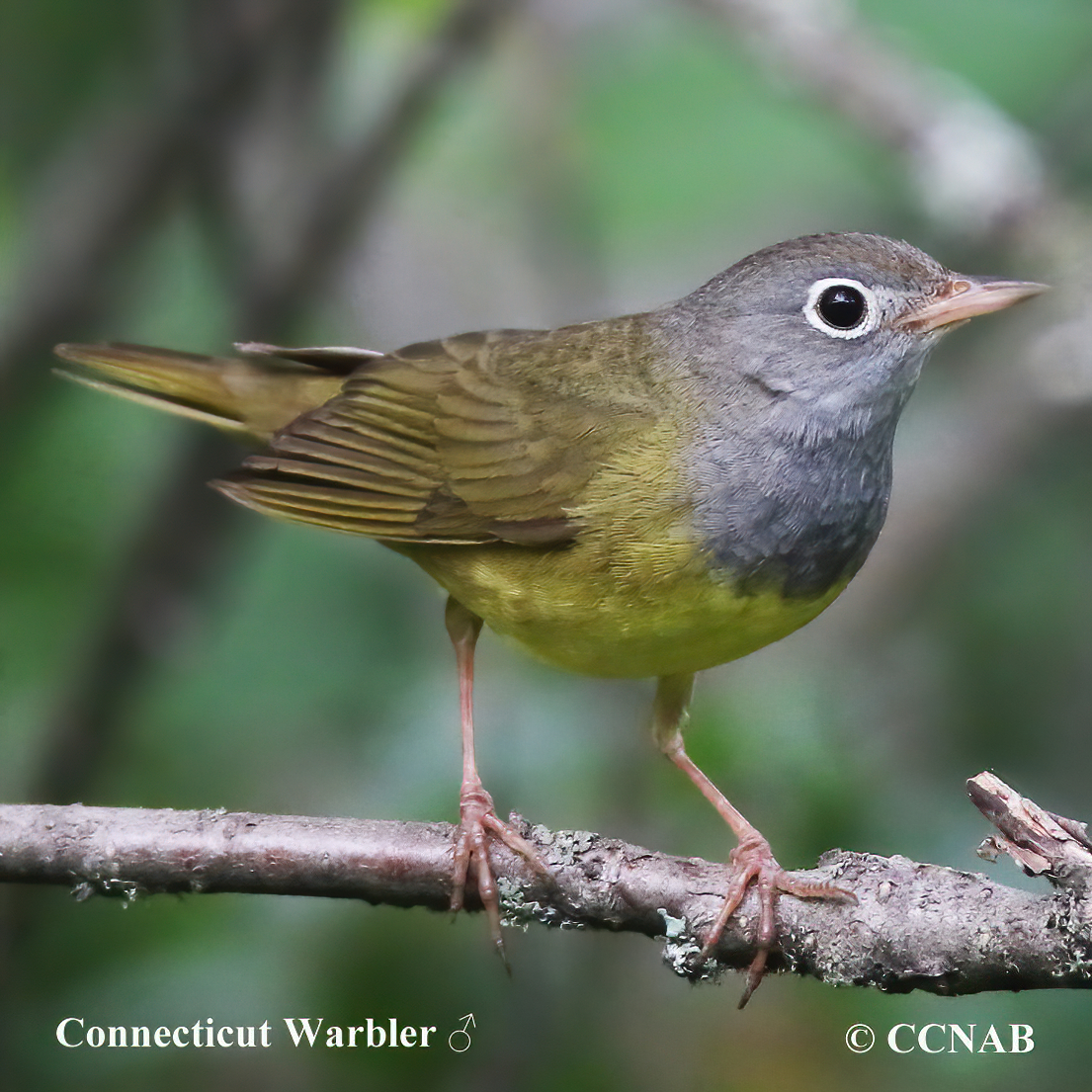 Birds of North America