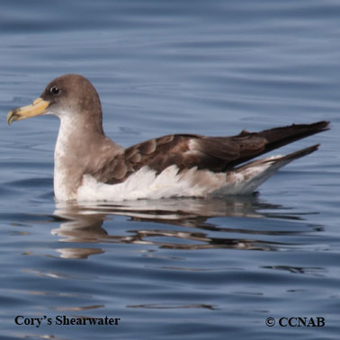 Cory's Shearwater