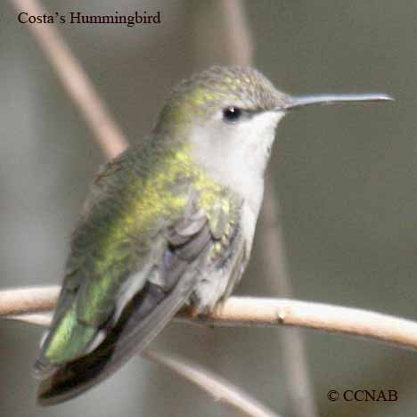 Birds of North America