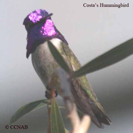 Birds of North America