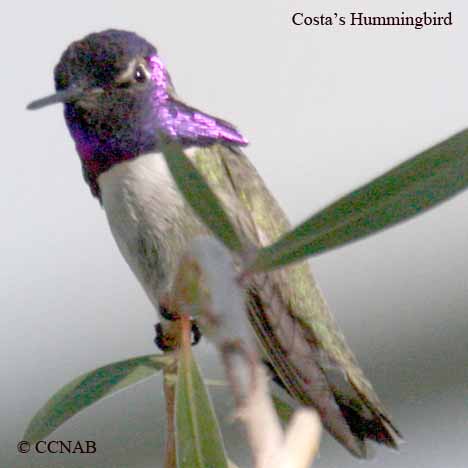 Birds of North America