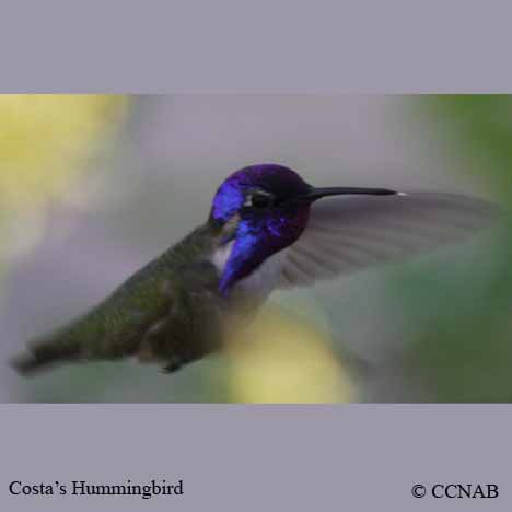 Birds of North America