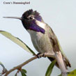 Costa's Hummingbird songs and calls