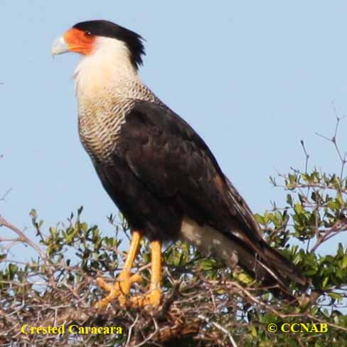 Crested Caracara