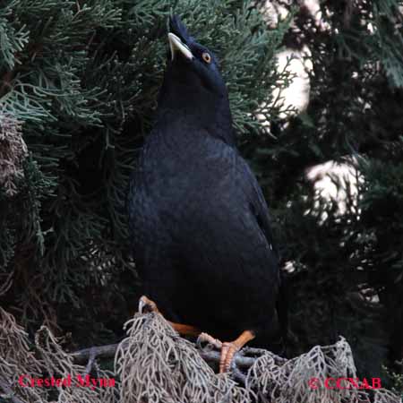 Birds of North America