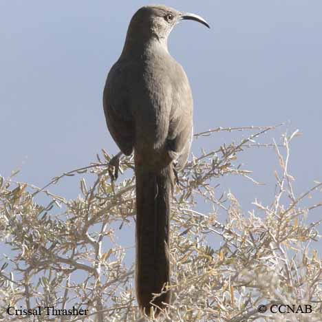 Birds of North America