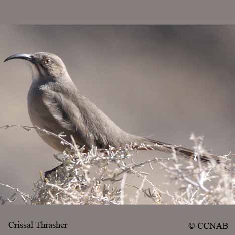 Birds of North America