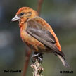 Crossbills