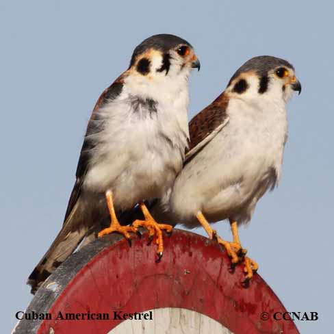 Birds of North America