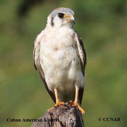 Birds of North America