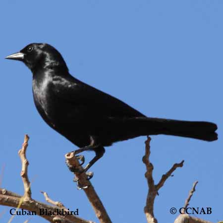 Cuban Blackbird