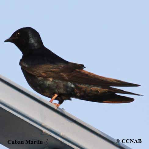 Birds of North America