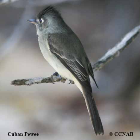 Birds of North America