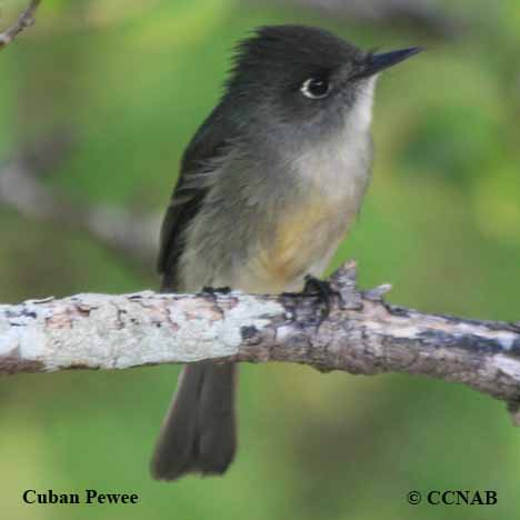 Birds of North America