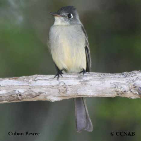 Birds of North America