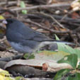 Dark-eyed Junco songs and calls