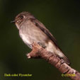 Dark-sided Flycatcher