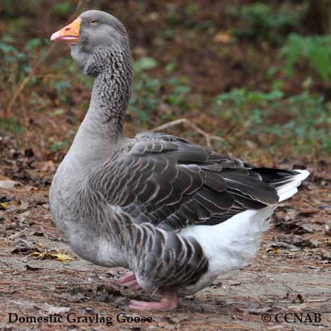 Domestic Graylag Goose
