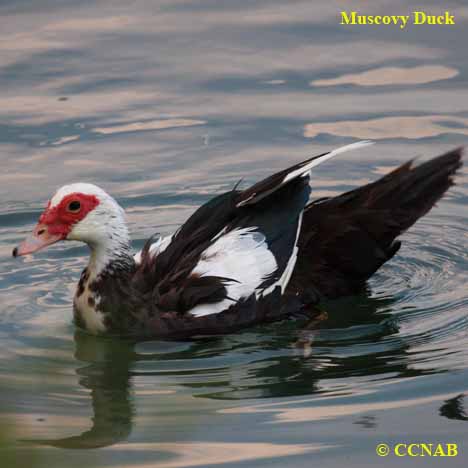 Birds of North America