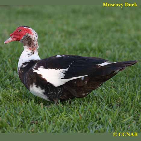 Birds of North America
