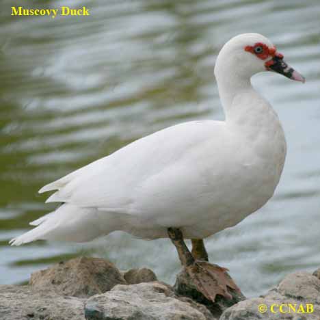 Birds of North America