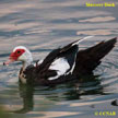Domestic Muscovy Duck songs and calls