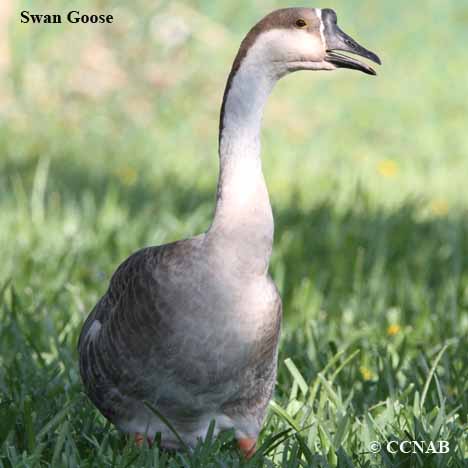 Domestic Swan Goose