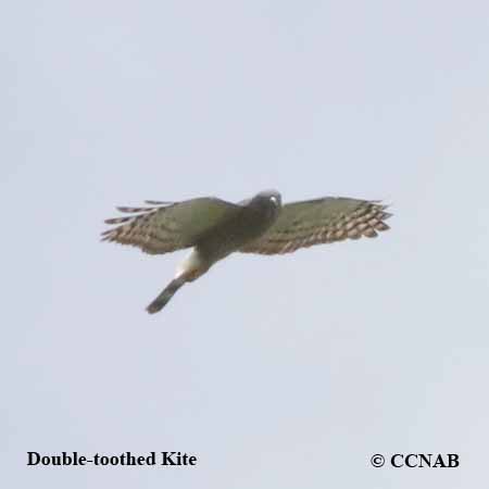 Birds of North America