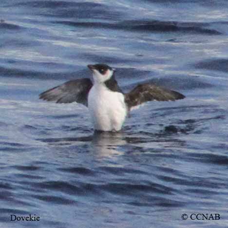 Birds of North America