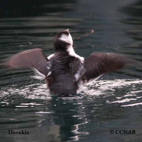 Birds of North America
