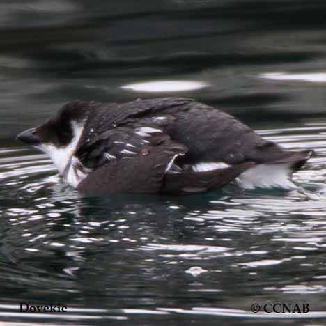 Birds of North America