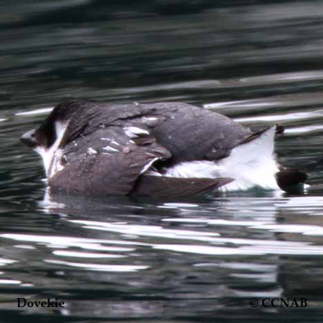 Birds of North America