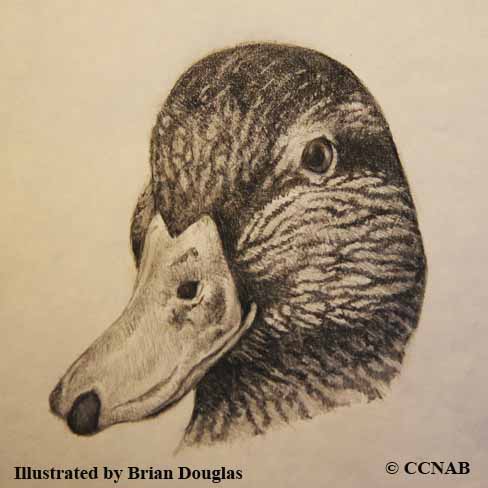 ducks