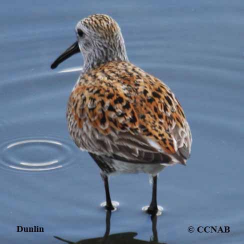 Birds of North America