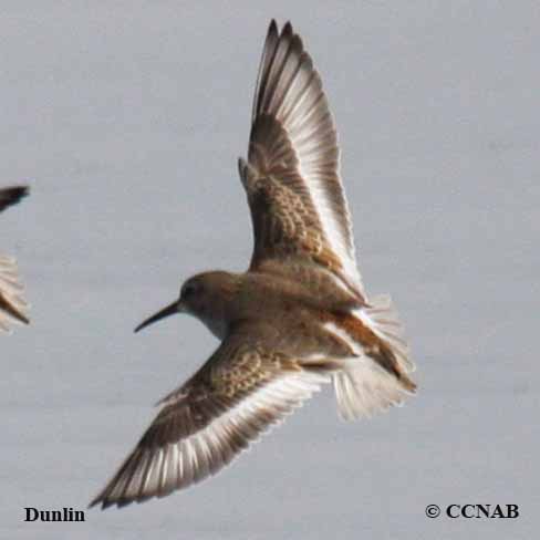 Birds of North America