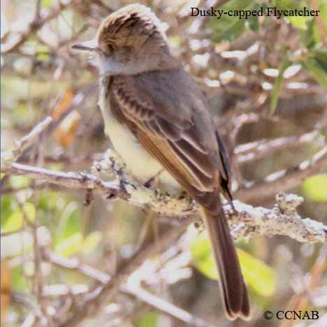 Birds of North America