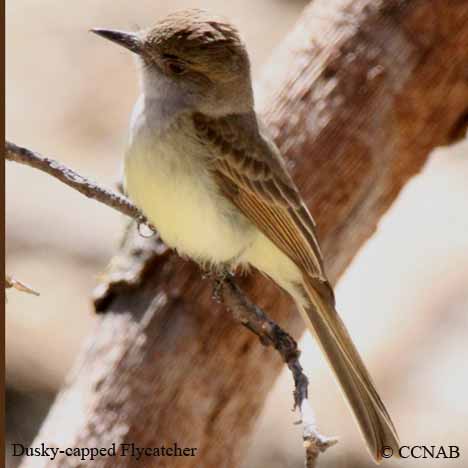 Birds of North America