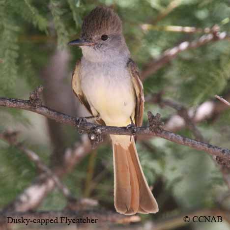 Birds of North America