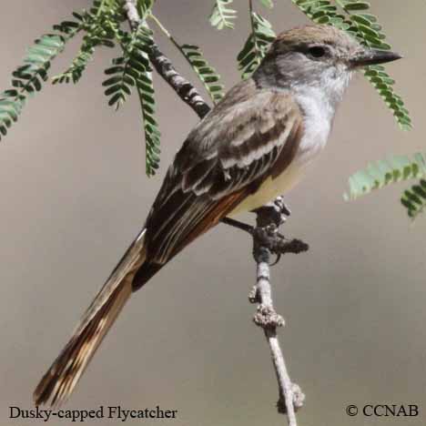 Birds of North America