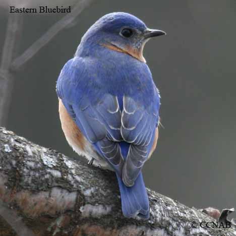 bluebirds