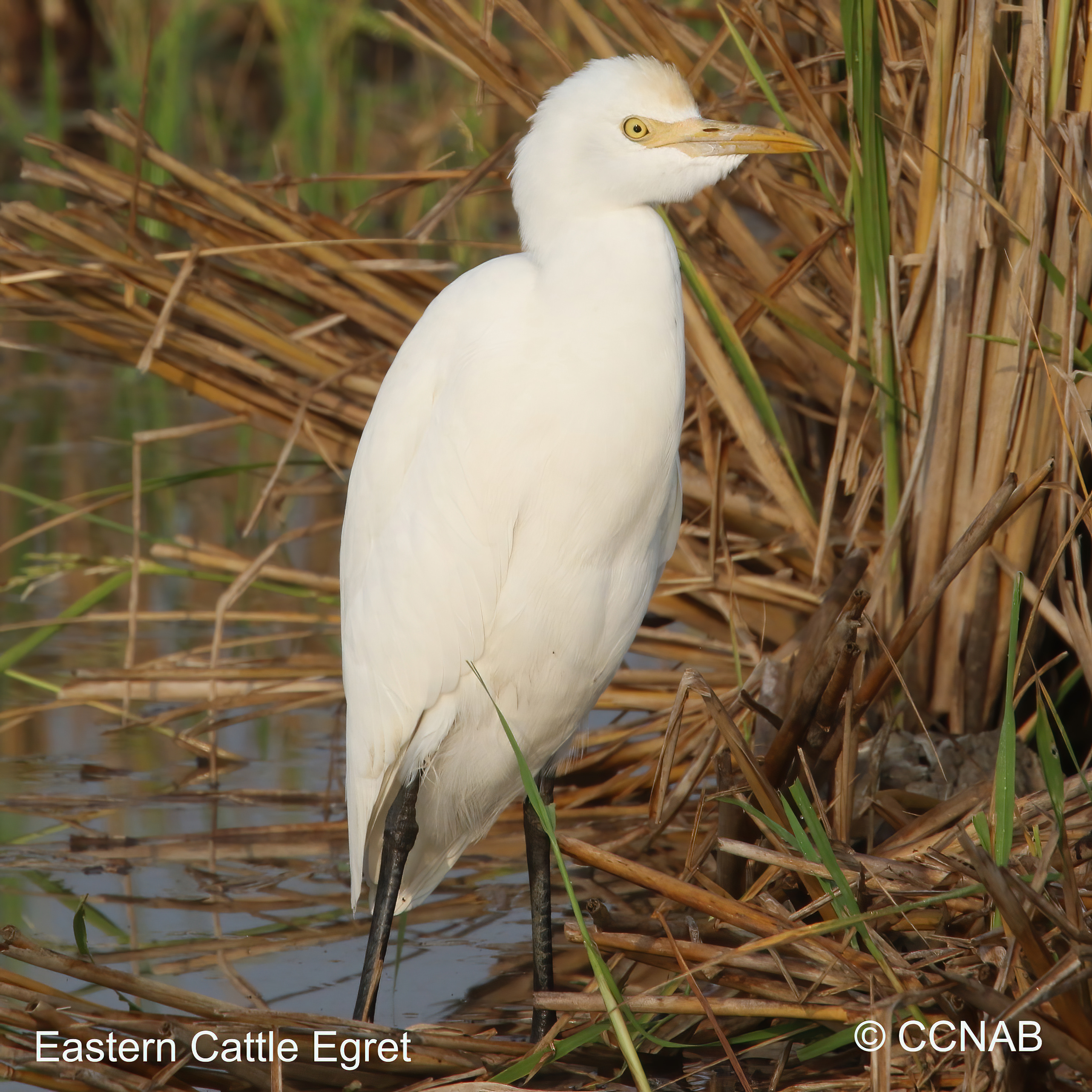 Birds of North America