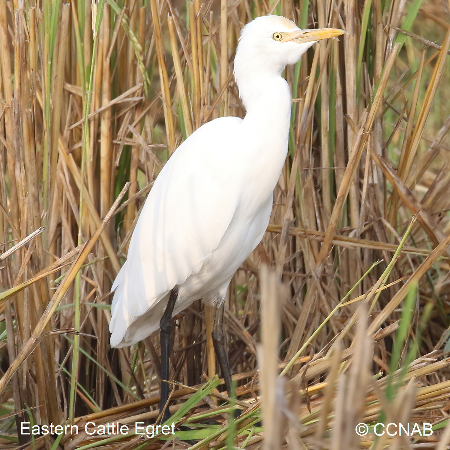 Birds of North America