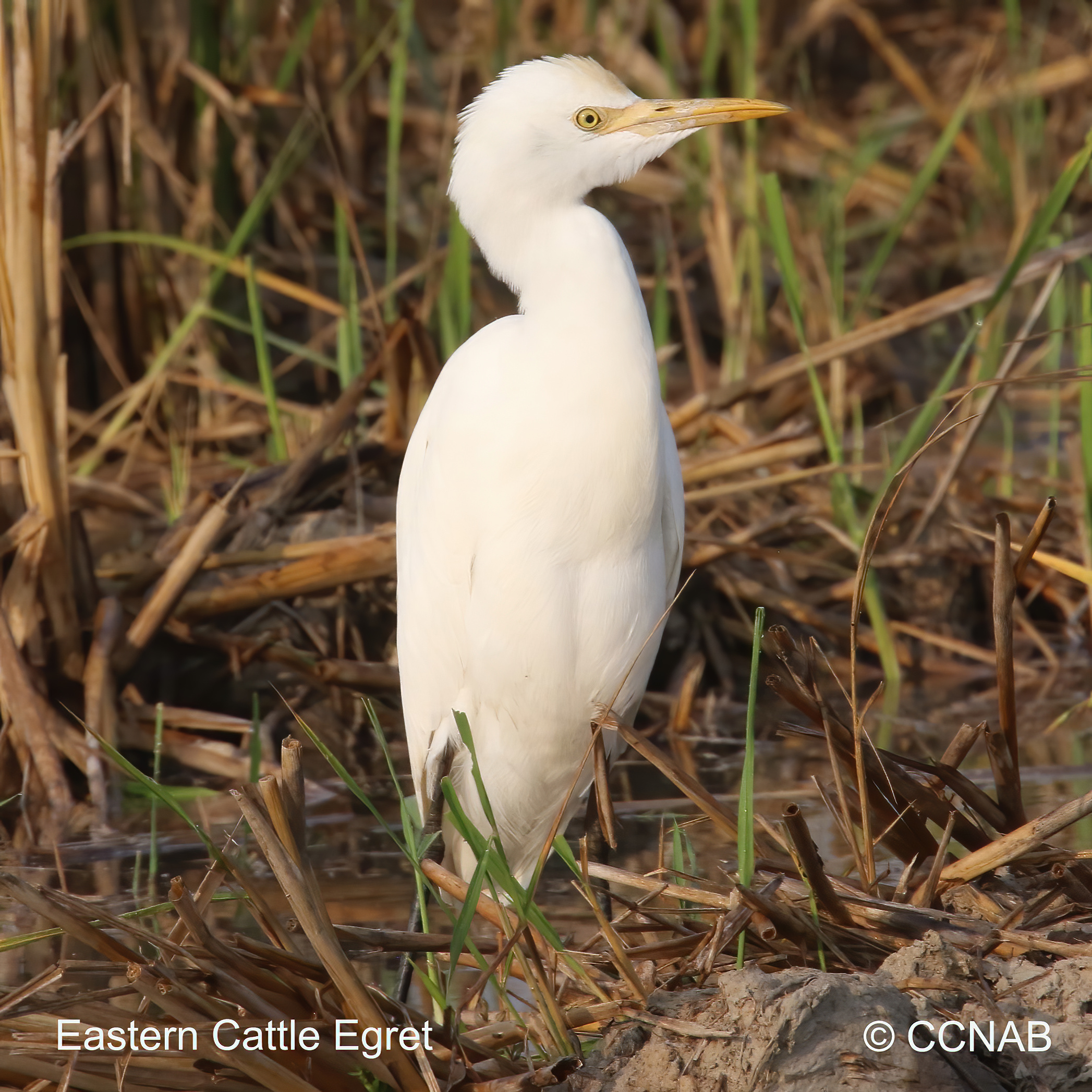 Birds of North America