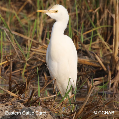 Eastern Cattle Egret