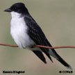 Eastern  Kingbird songs and calls