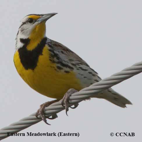 Birds of North America
