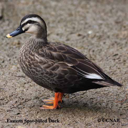 Birds of North America